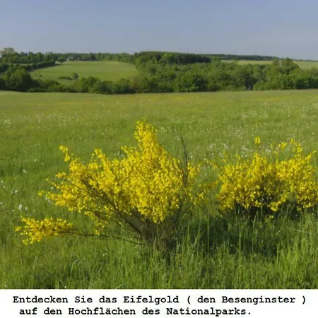 Ferienwohnung Gross B Schleiden Zewnętrze zdjęcie