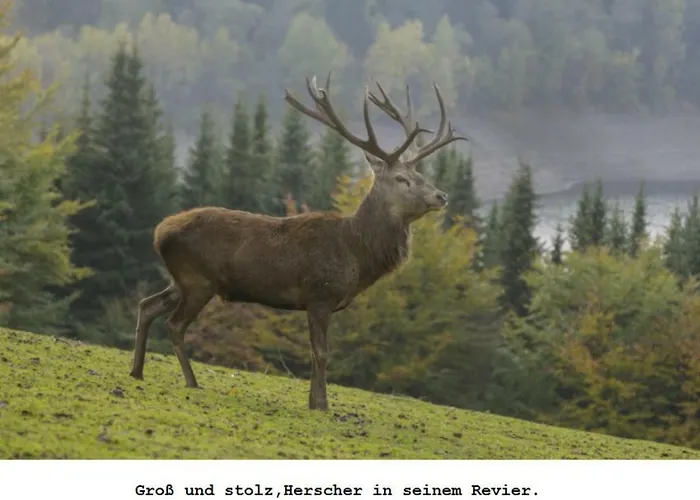 Ferienwohnung Gross B